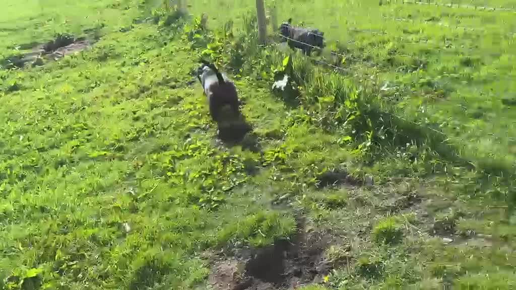 Staffordshire Bull Terrier dogs for sale: KC Registered Staffy Puppy (Last Girl!) - Video 3