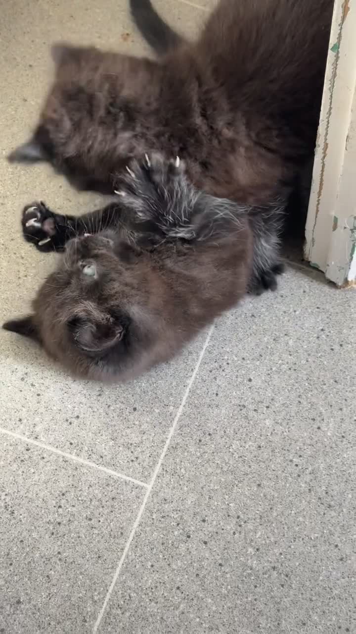 Domestic Shorthair cats for sale: Black kitten - Video 1