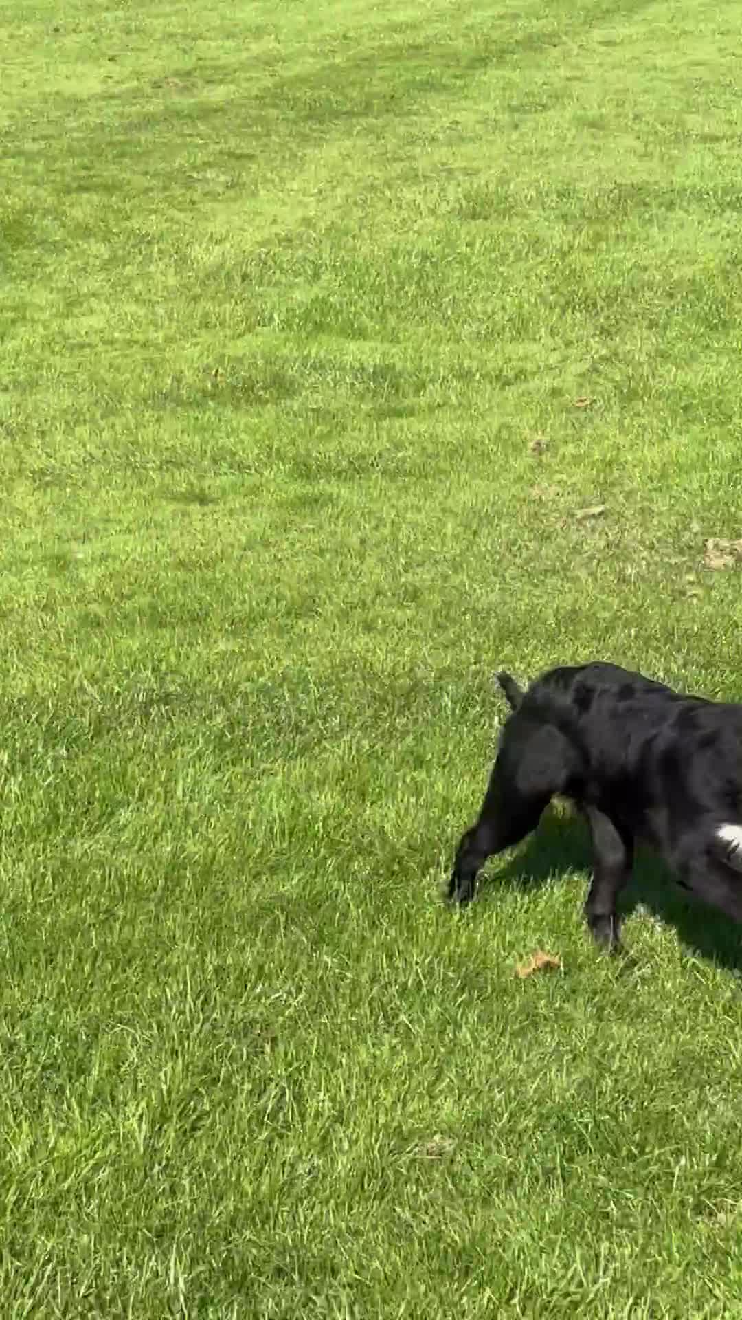 Border Collie dogs for sale: Maeve Border collie puppy  - Video 2