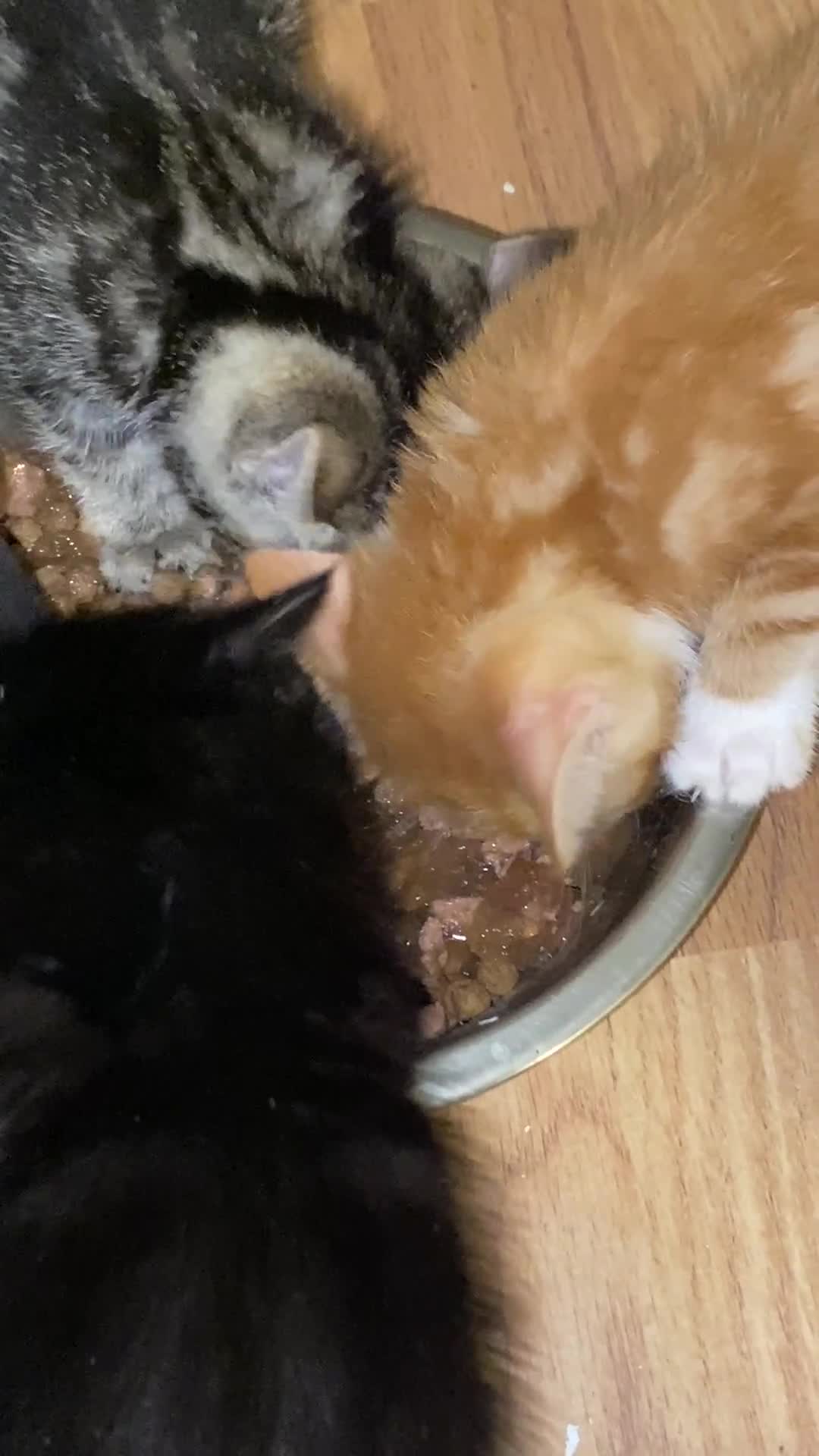 Mixed Breed cats for sale: Gorgeous Kittens - Video 3