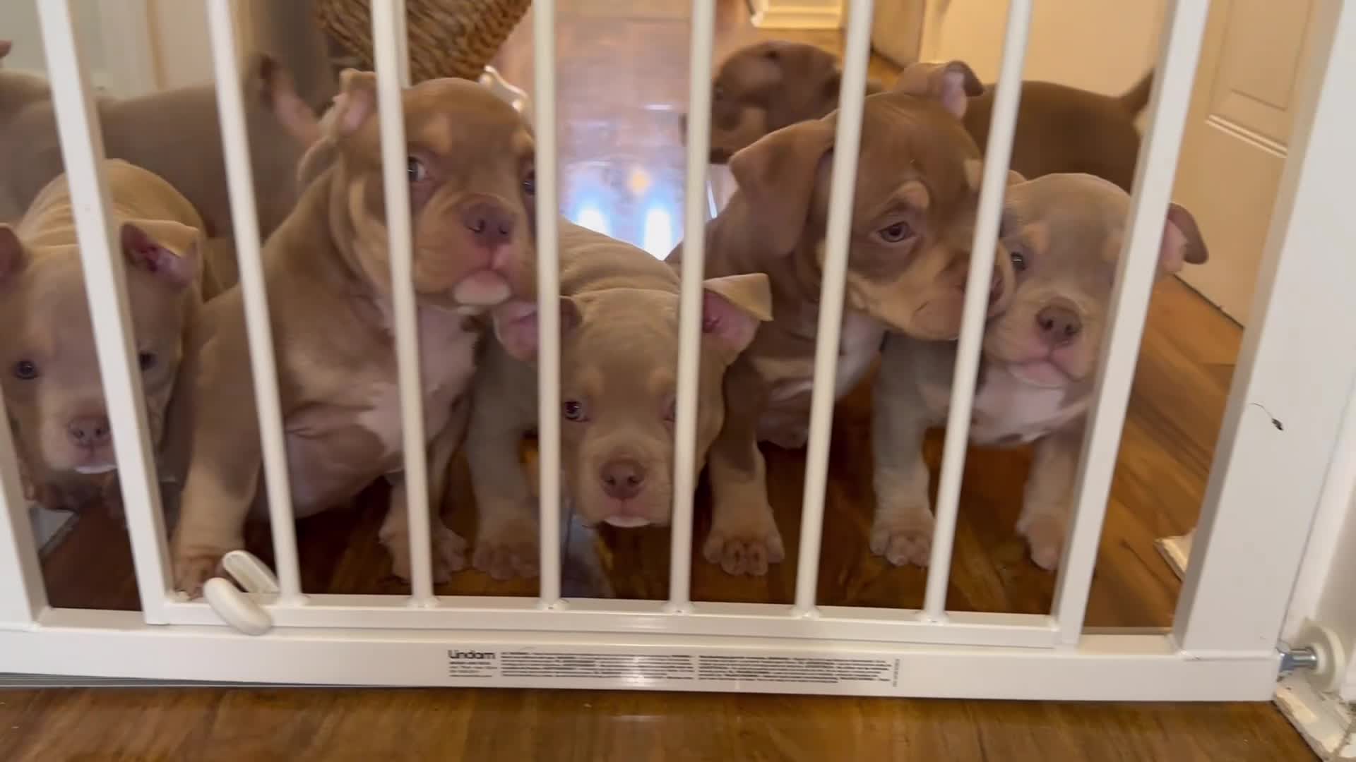 American Bully dogs for sale: MICRO POCKET BULLYS 3 GIRLS LEFT (PRICE VARIES) - Video 2
