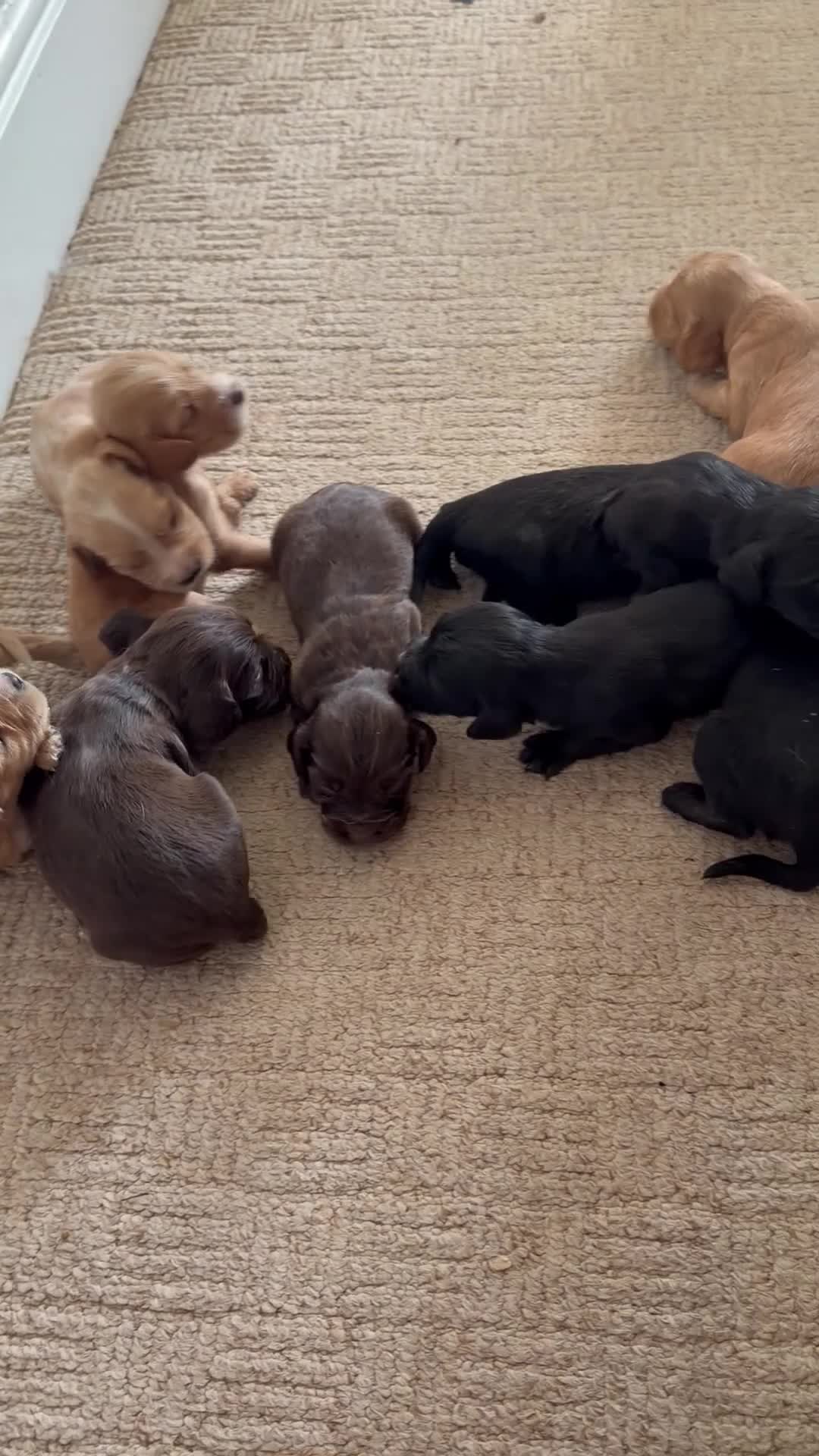 Cocker Spaniel dogs for sale: Cocker spaniel puppies in Sheffield - Video 1
