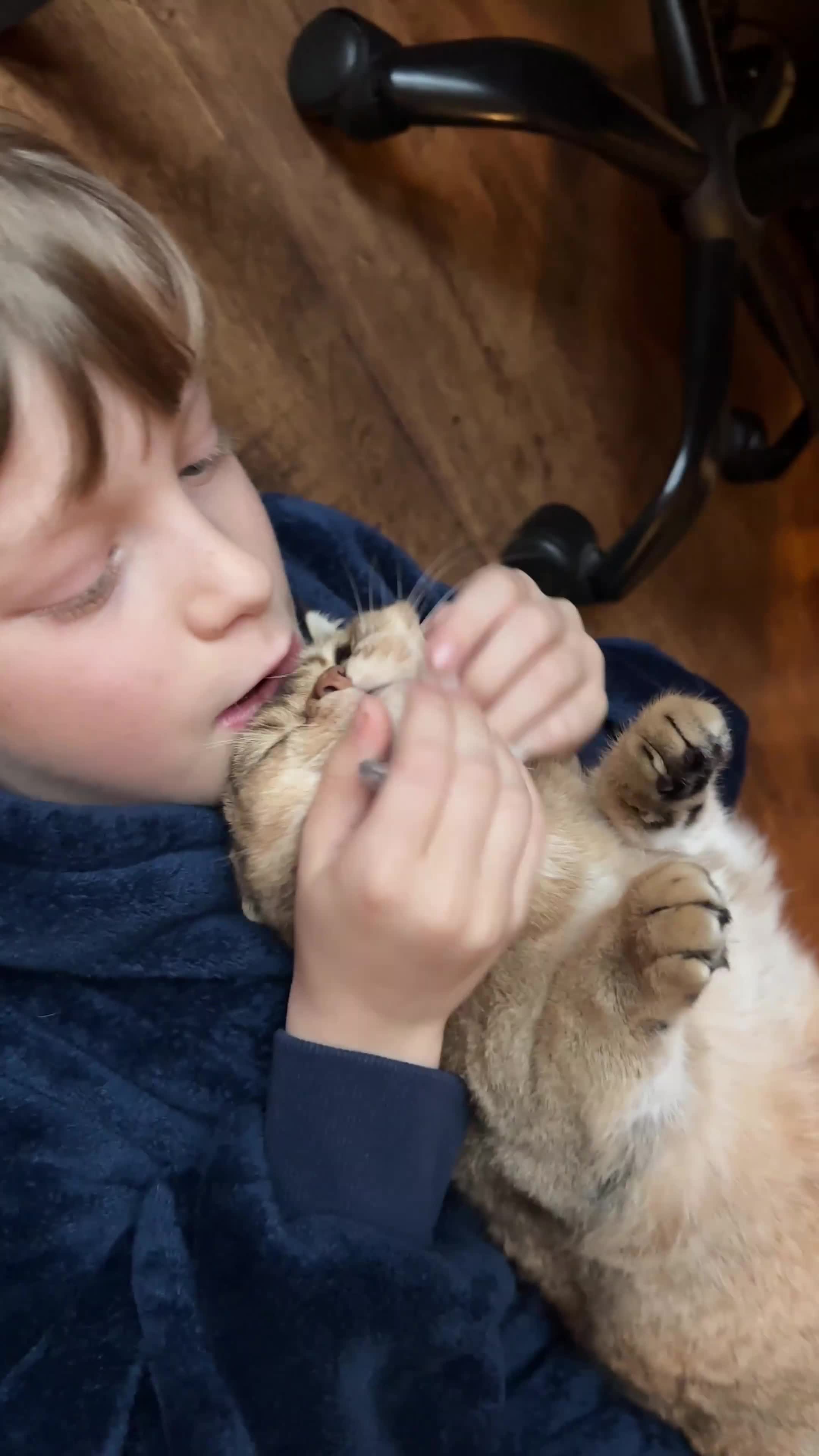 Scottish Fold cats for sale: Scottish fold Male  - Video 2