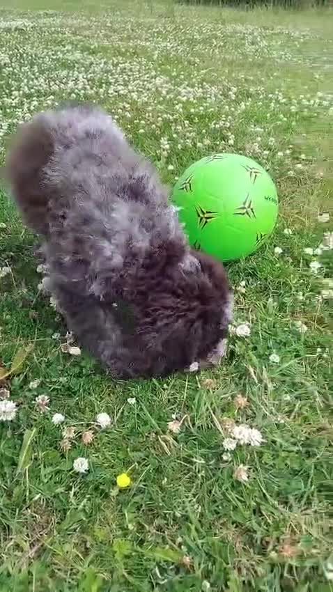 Lagotto Romagnolo dogs for sale: Kc lagotto romagnolo puppies - Video 3