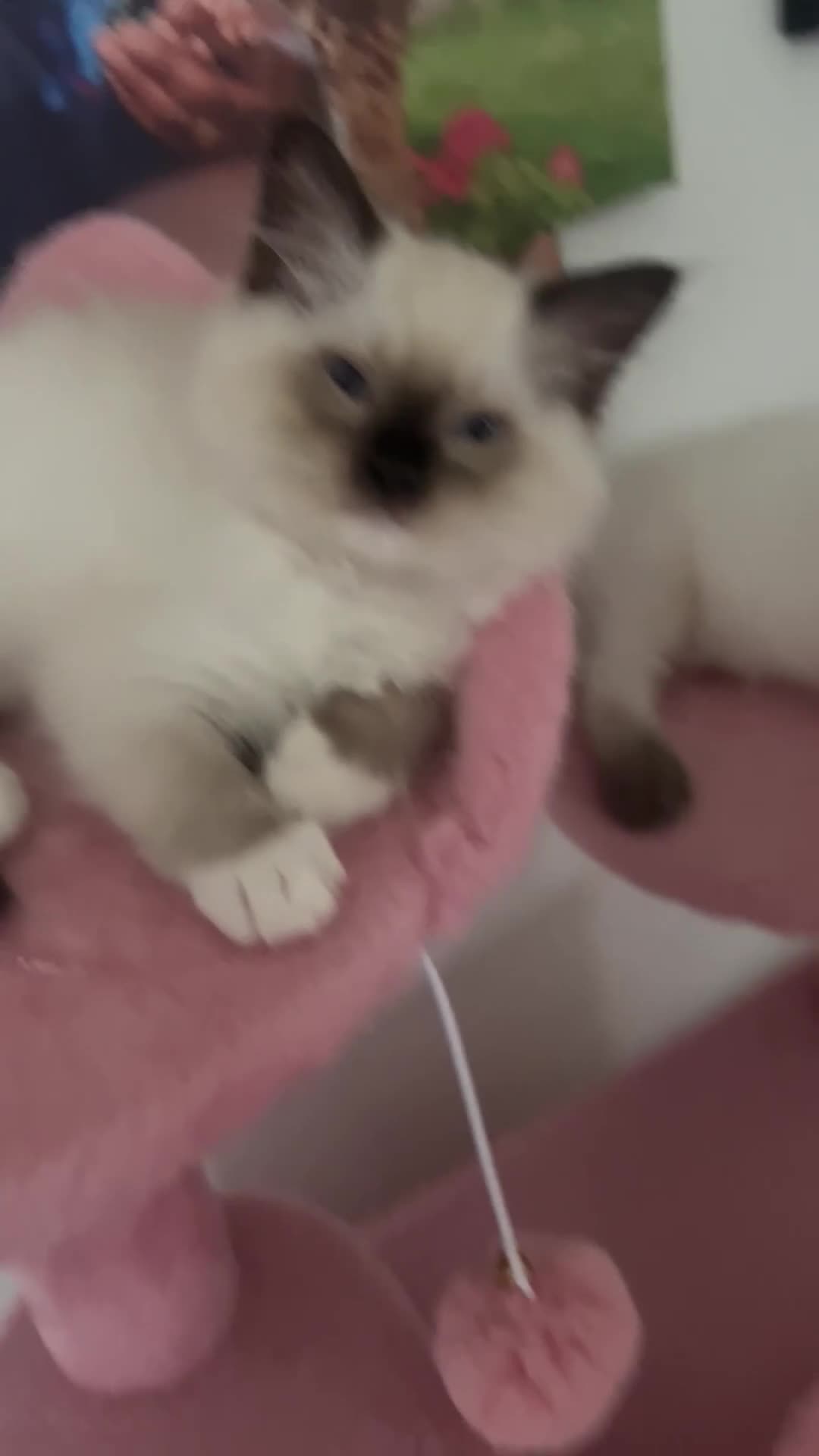Ragdoll cats for sale: 💙1 stunning Ragdoll boy available 💙 - Video 2