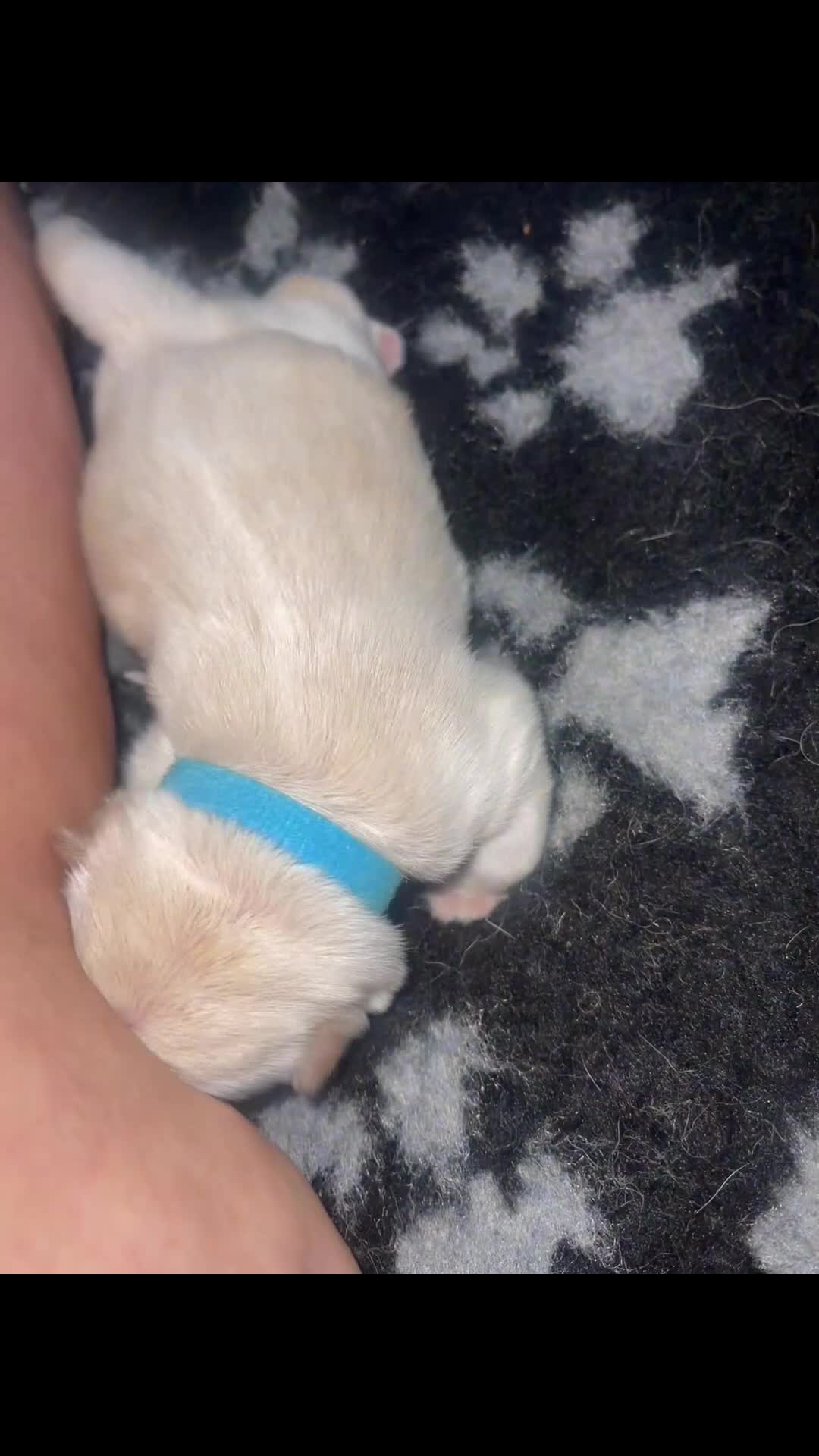 Chow Chow dogs for sale: Chow chows for sale 3k champion bloodline  - Video 1