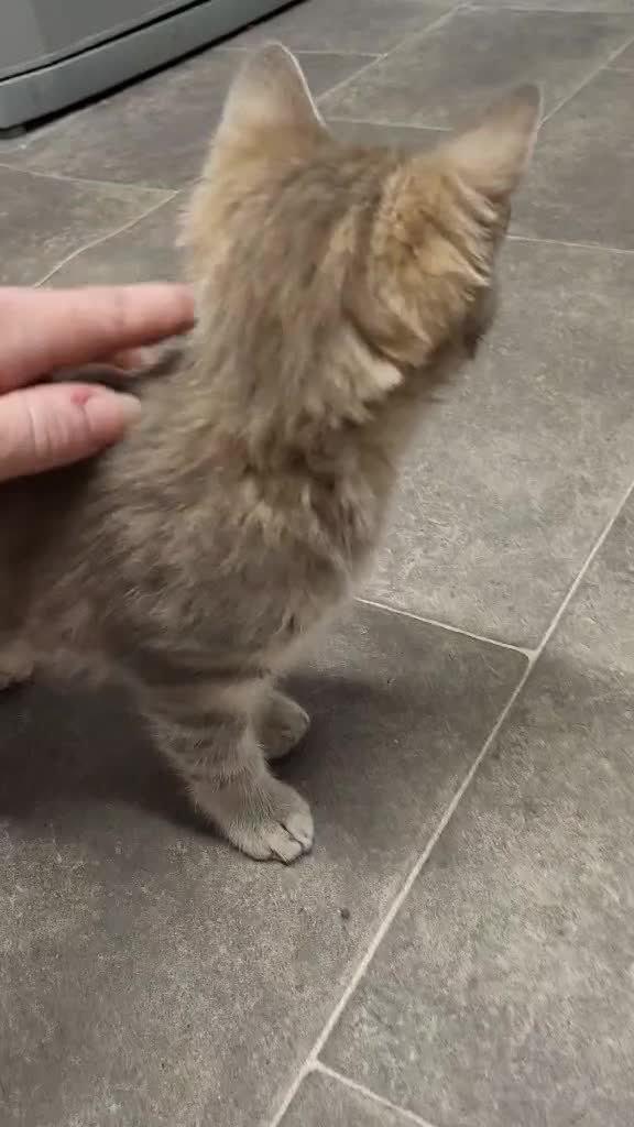 Domestic Shorthair cats for sale: Grey tabbie - Video 1