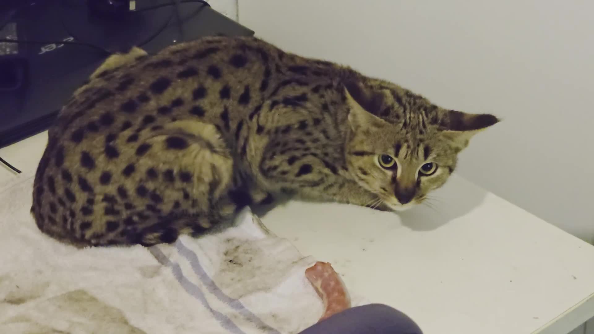 Savannah cats for sale: F2 SAVANNAH  - Video 1