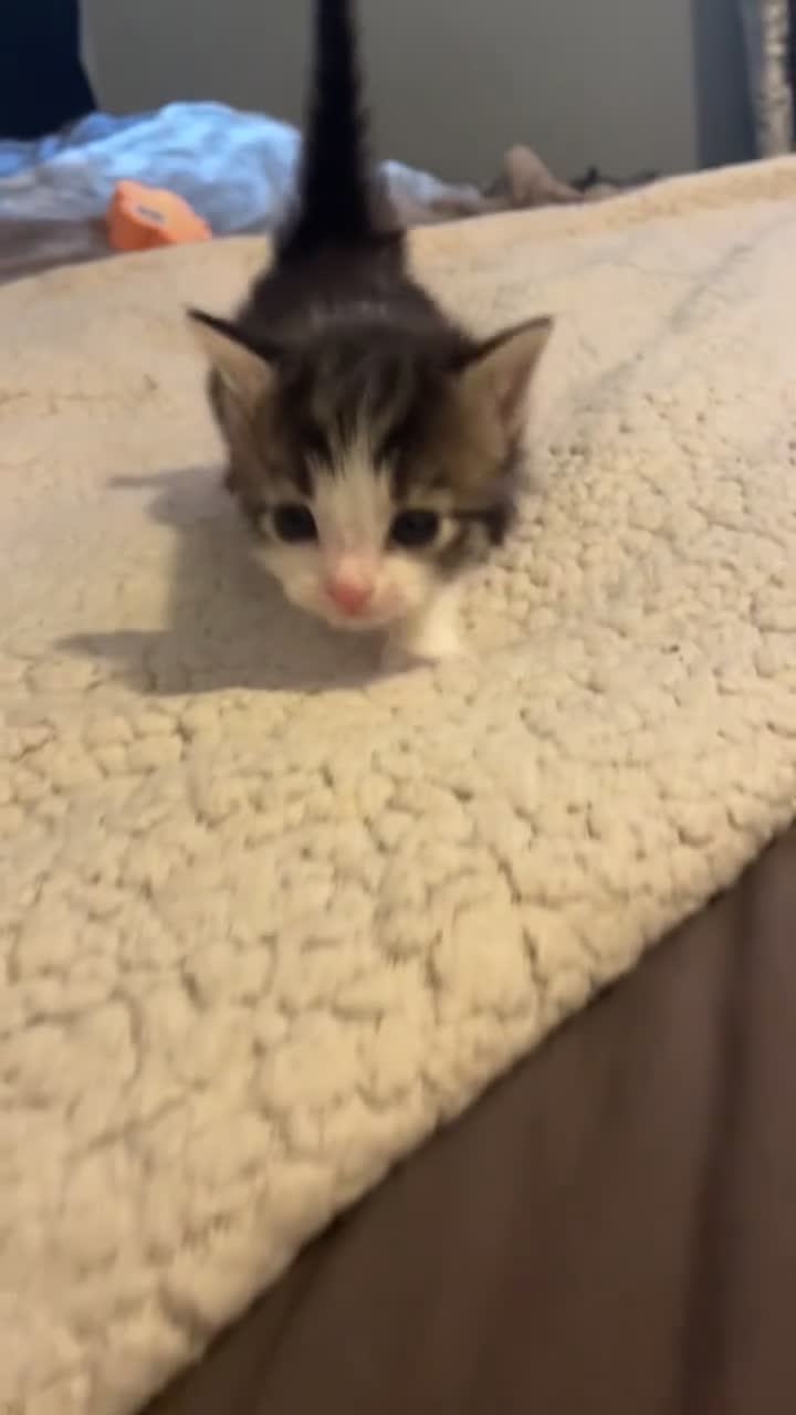 Mixed Breed cats for sale: stunning kittens 🐱⭐️ - Video 5