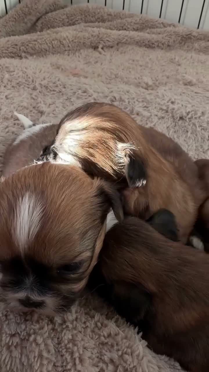 Shih Tzu dogs for sale: 🐶 Adorable Shih Tzu Puppies for Sale 🐶  - Video 2