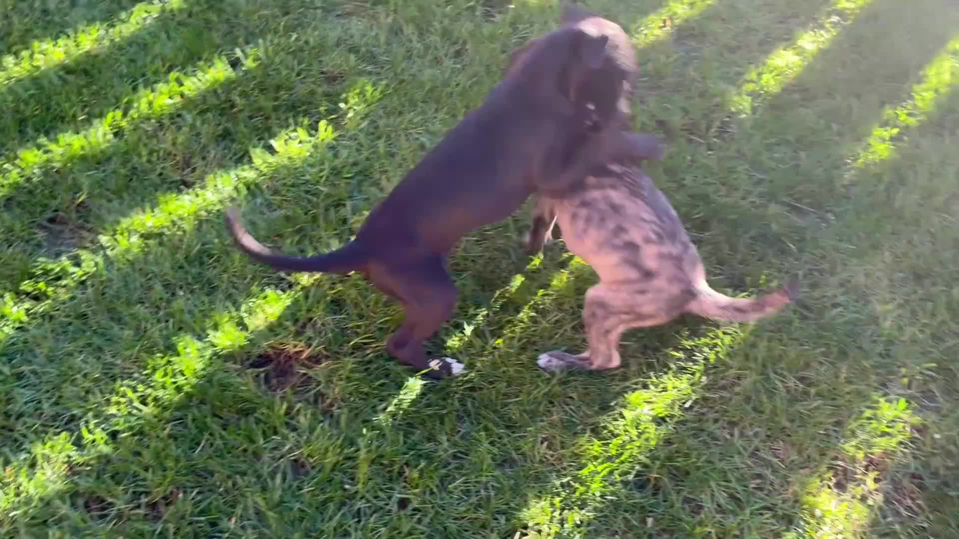 Whippet dogs for sale: KC Whippet Puppies - Video 3