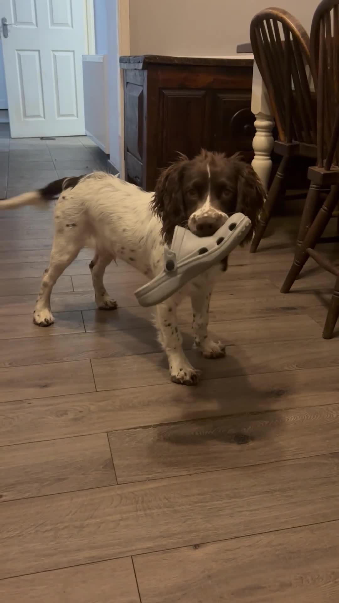 Cocker Spaniel dogs for sale: Louie - working cocker spaniel - 8 months old  - Video 1