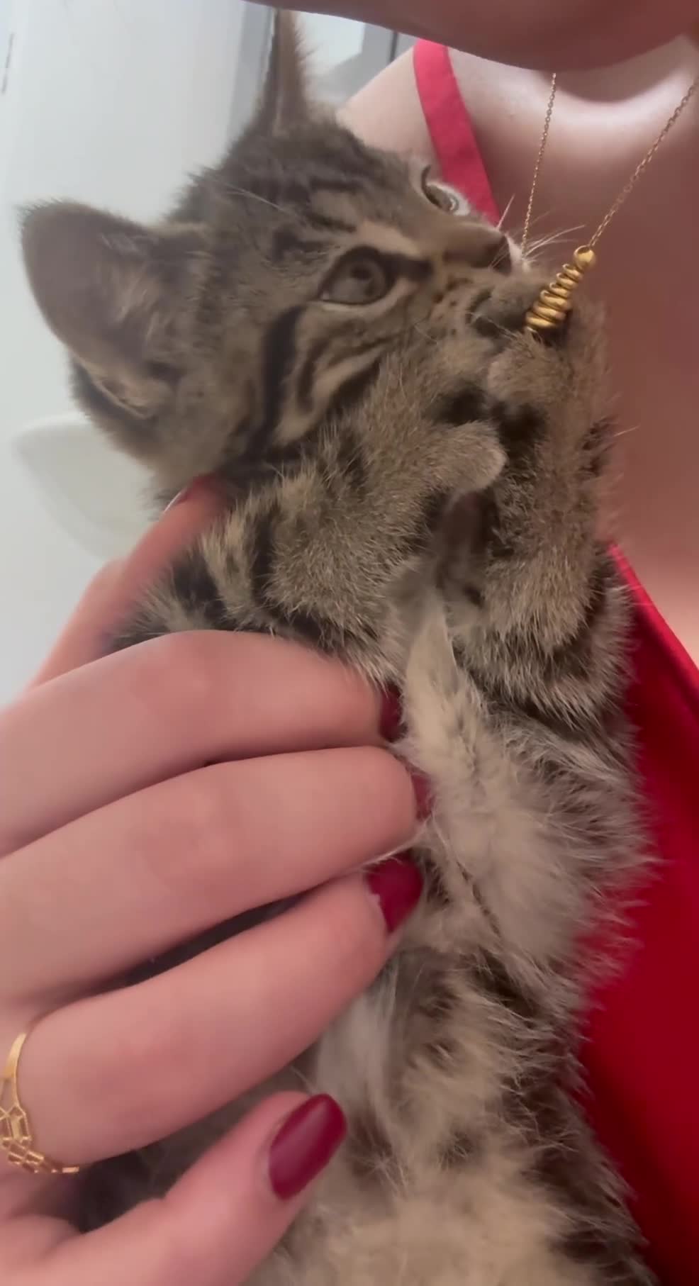 Mixed Breed cats for sale: 🎀🐱Only sweet female straight ears kitten left🎀 - Video 1