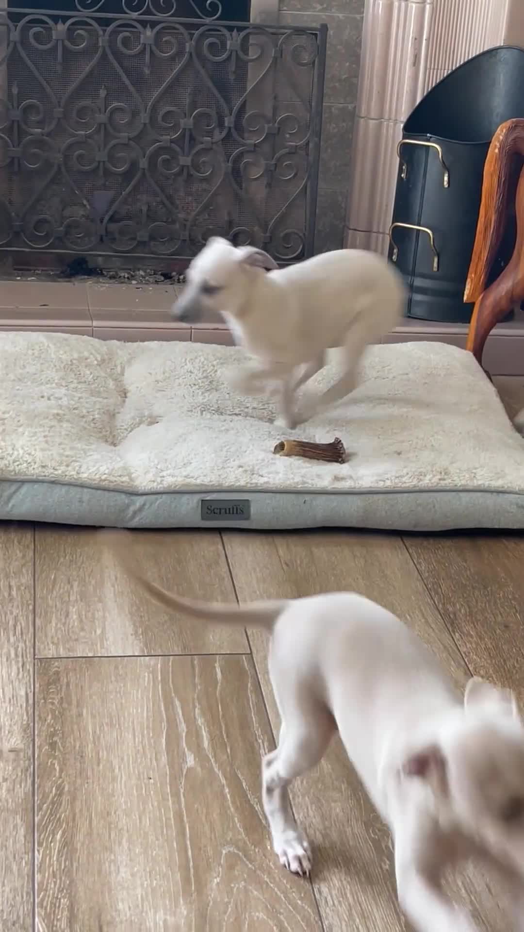 Mixed Breed dogs for sale: Wiggy’s  Whippet x Italian silver fawns - Video 3