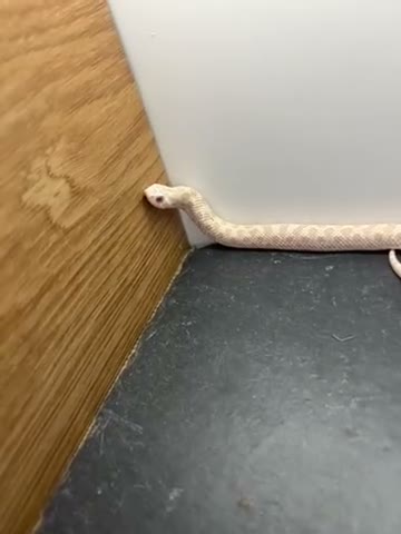 Snake reptiles for sale: Snow western Hognose 66 het sable  - Video 1