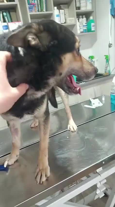 Mixed Breed dogs for adoption: 🐾 RUDY – Waiting for the Life He Deserves 🐾 in Nottingham - Video 1