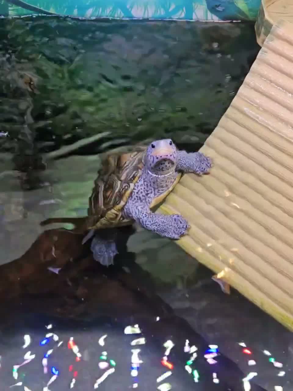 Terrapin reptiles for sale: Carolina diamondback terrapin (male) 1yr old in Coalville - Video 1