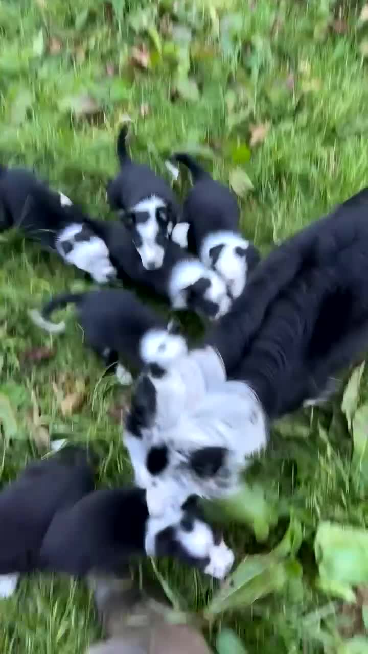 Border Collie dogs for sale: Border collie pups - Video 2