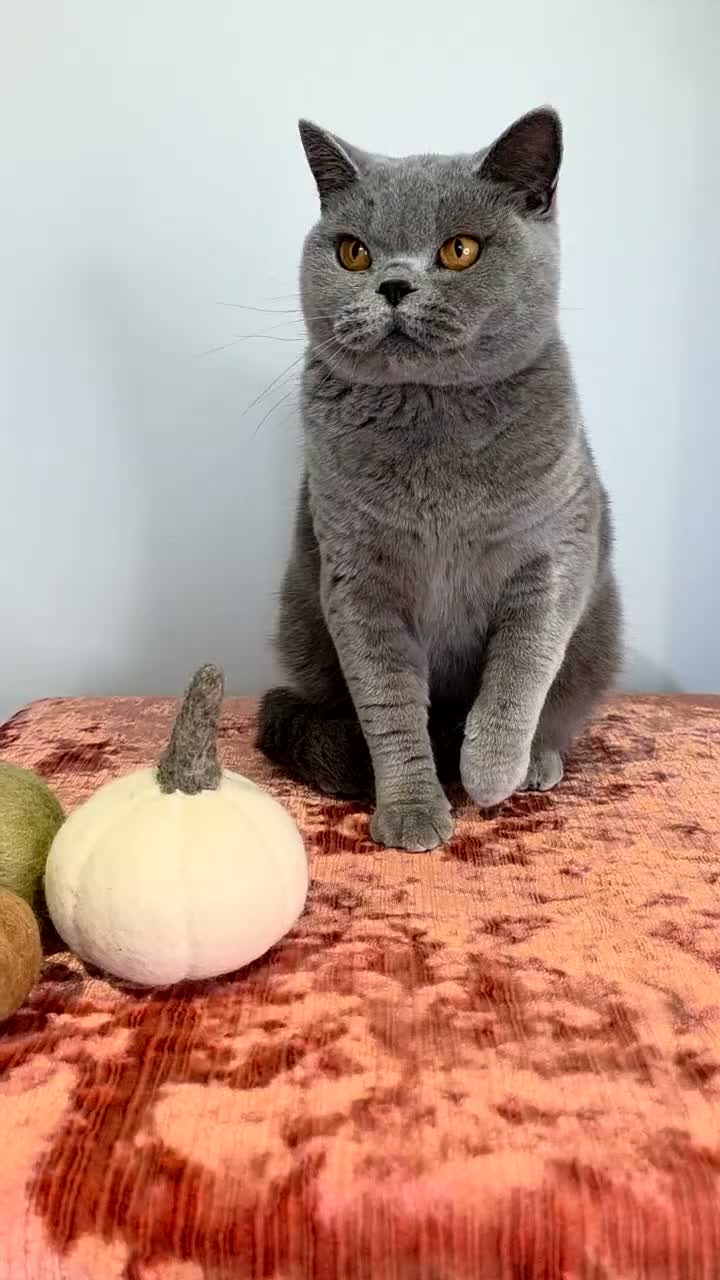 British Shorthair cats for sale: CHAMPION BSH BLUE QUEEN RETIRING  - Video 1