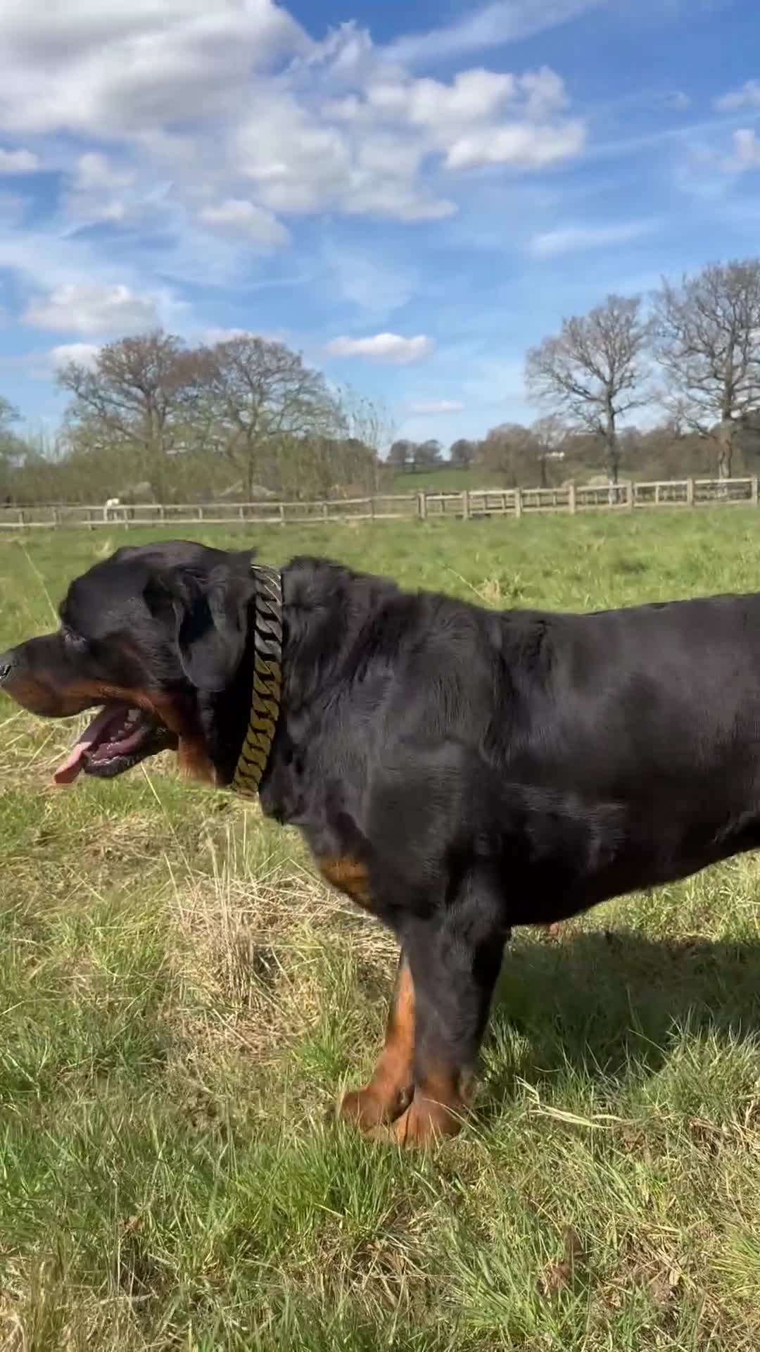 Rottweiler dogs for sale: Stunning chunky Rottweiler puppies - Video 2