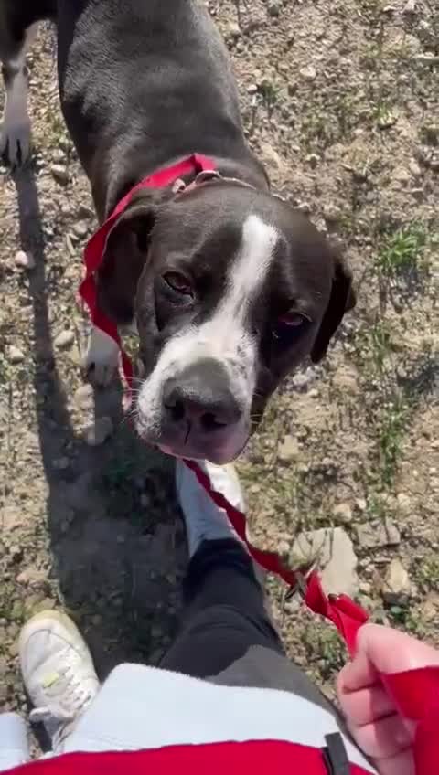 Pointer dogs for adoption: Phoebe, cuddly pointer girl, ready for her forever - Video 4