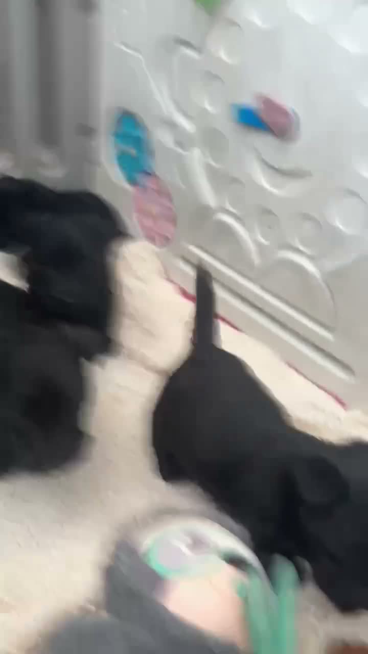 Scottish Terrier dogs for sale: Scottish terrier Puppies  - Video 1