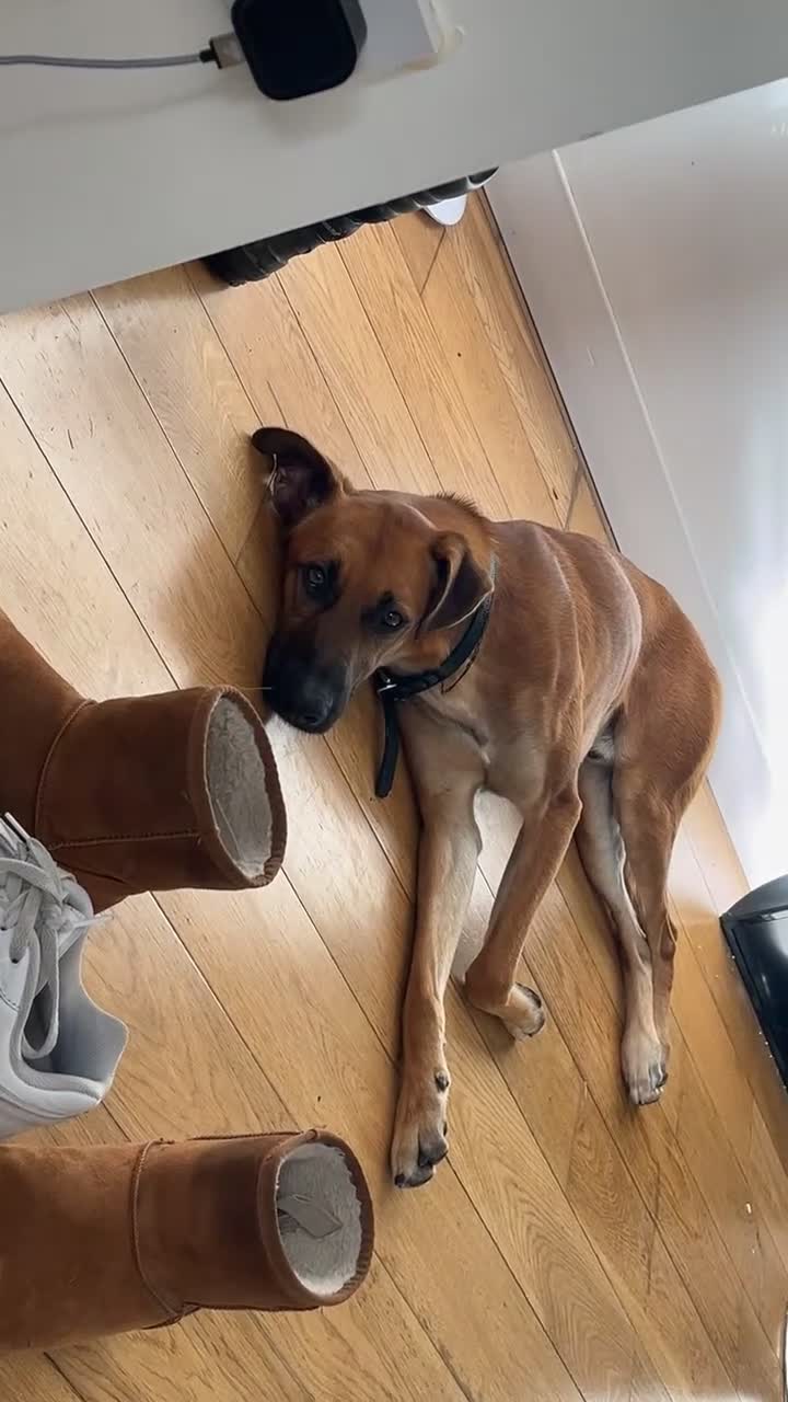 Mixed Breed dogs for sale: Chester ( German shepherd ) “reposted” - Video 2