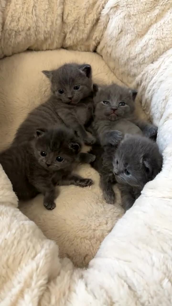 British Shorthair cats for sale: GORGEOUS FLUFFBALLS FOR SALE - Video 2