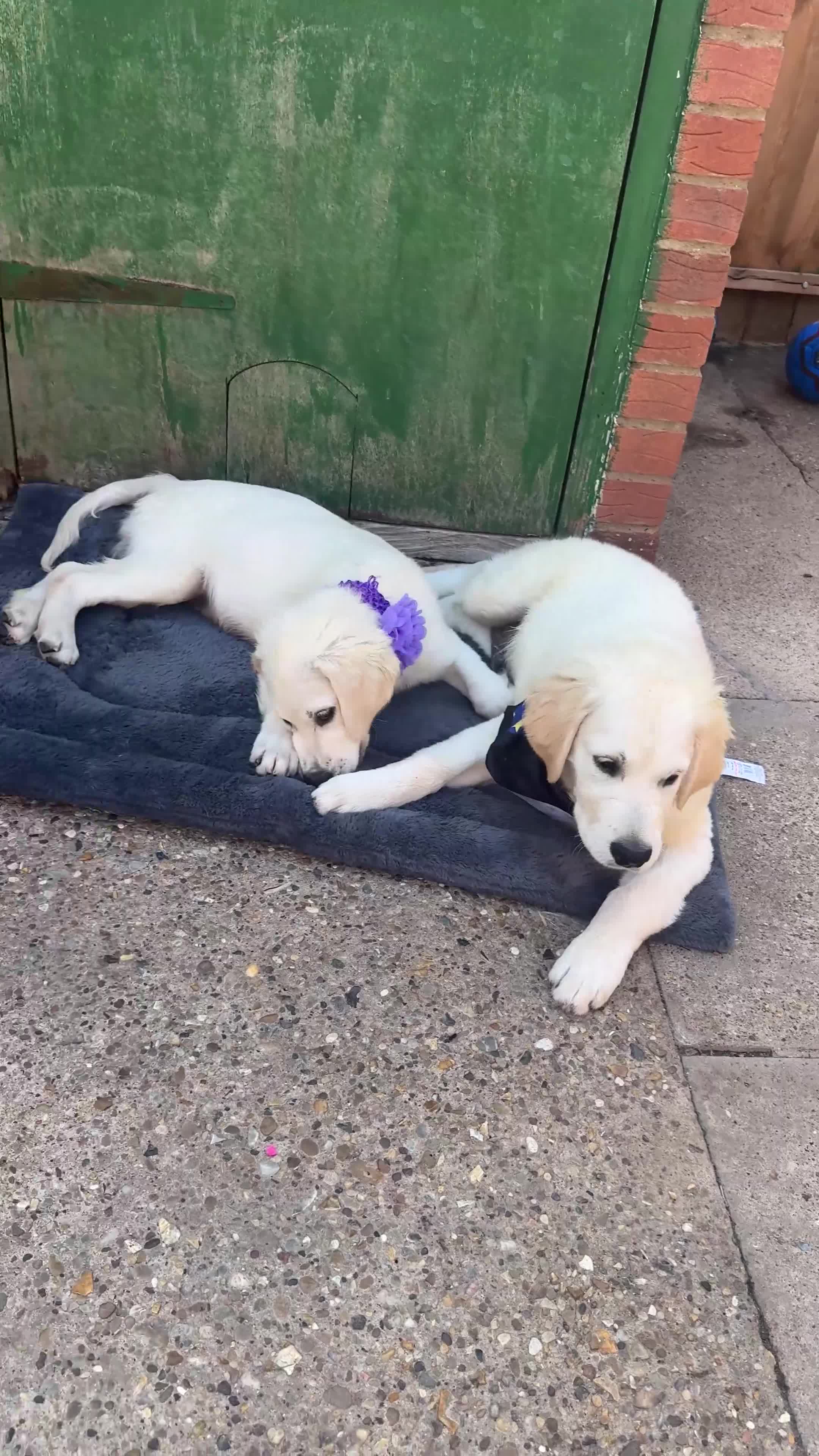 Golden Retriever dogs for sale: ❤️❤️❤️ Beautiful KC Golden Retriever puppies❤️❤️❤️ - Video 1