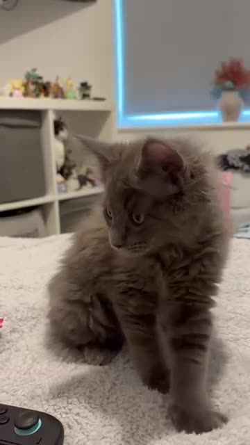 Maine Coon cats for sale: 💖💙Beautiful Ragcoons Ready Today💙💖 - Video 1