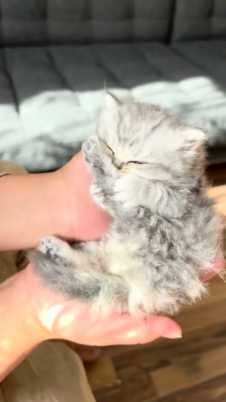 Persian cats for sale: Stunning Persian Kittens 🥰 in Romford - Video 2