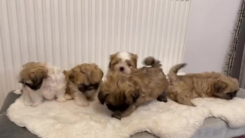 Shih Tzu dogs for sale: Shih Tzu - Video 1