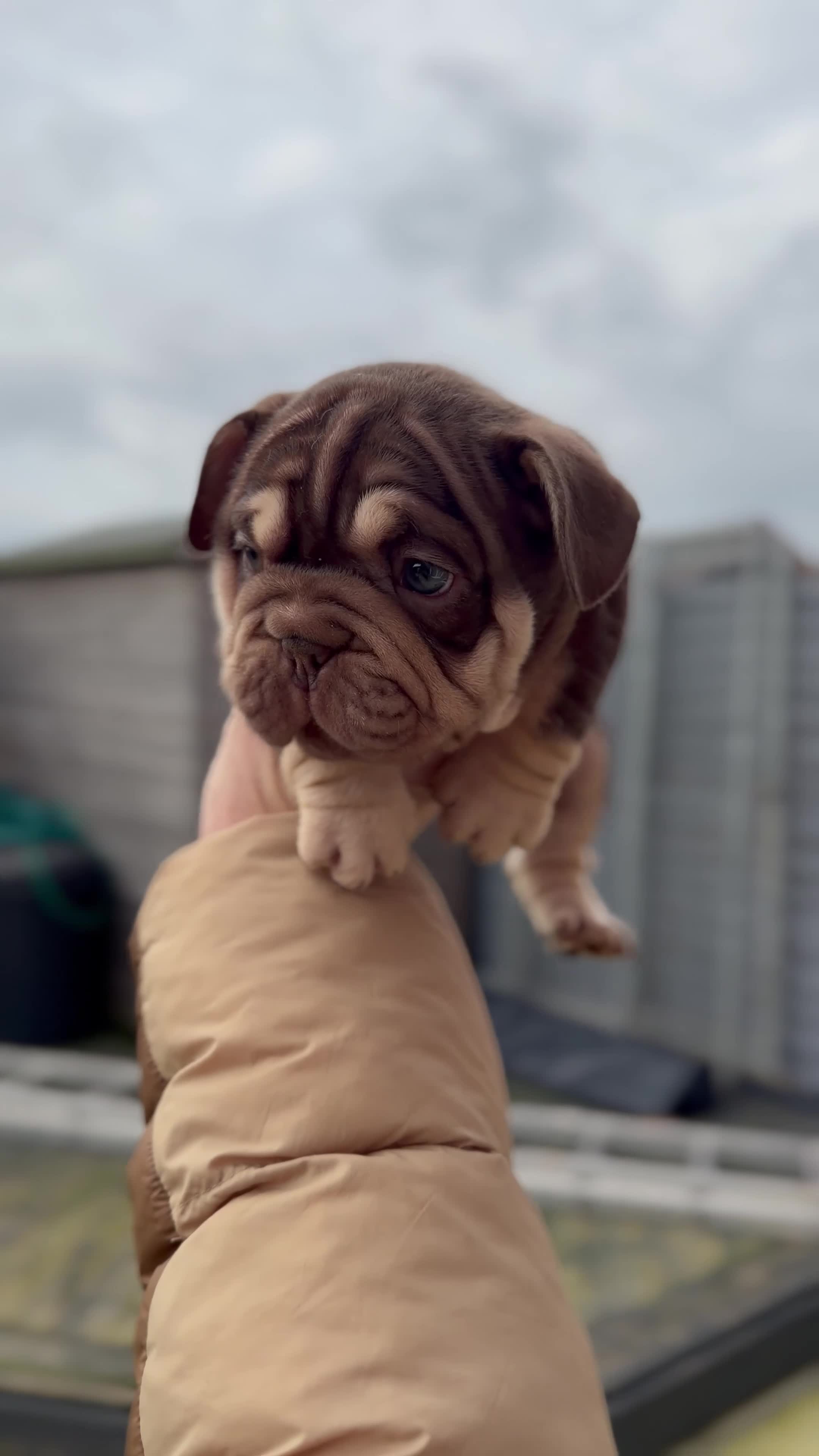 English Bulldog dogs for sale: Pink carrier English bulldogs  - Video 3