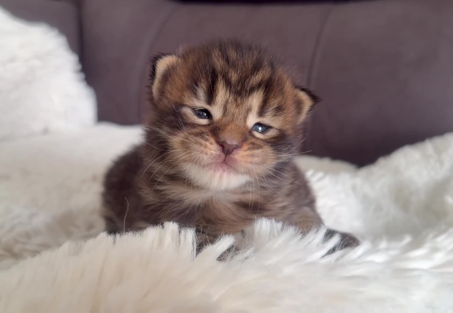 Maine Coon cats for sale: CHAMPION LINE MAINE COON KITTENS  - Video 1