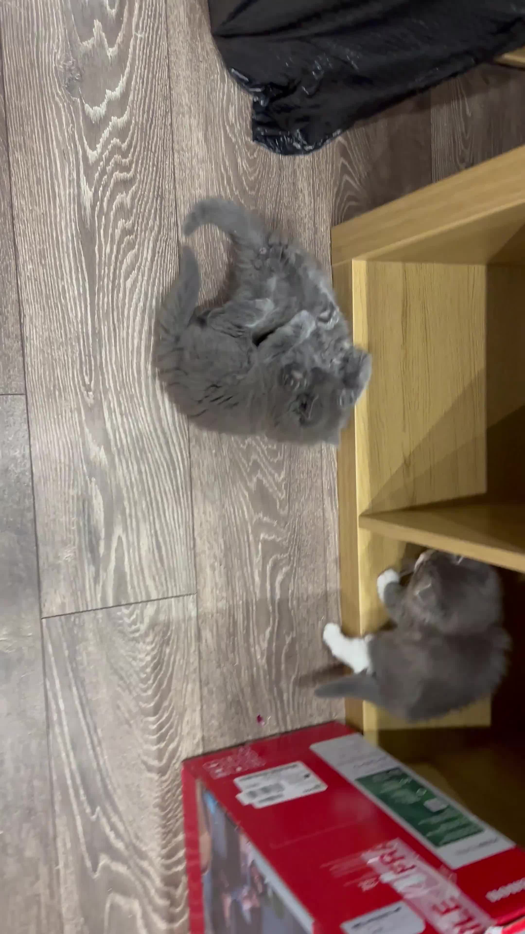 Norwegian Forest Cat cats for sale: 7 Exceptionally beautiful Norwegian Forest kittens - Video 4