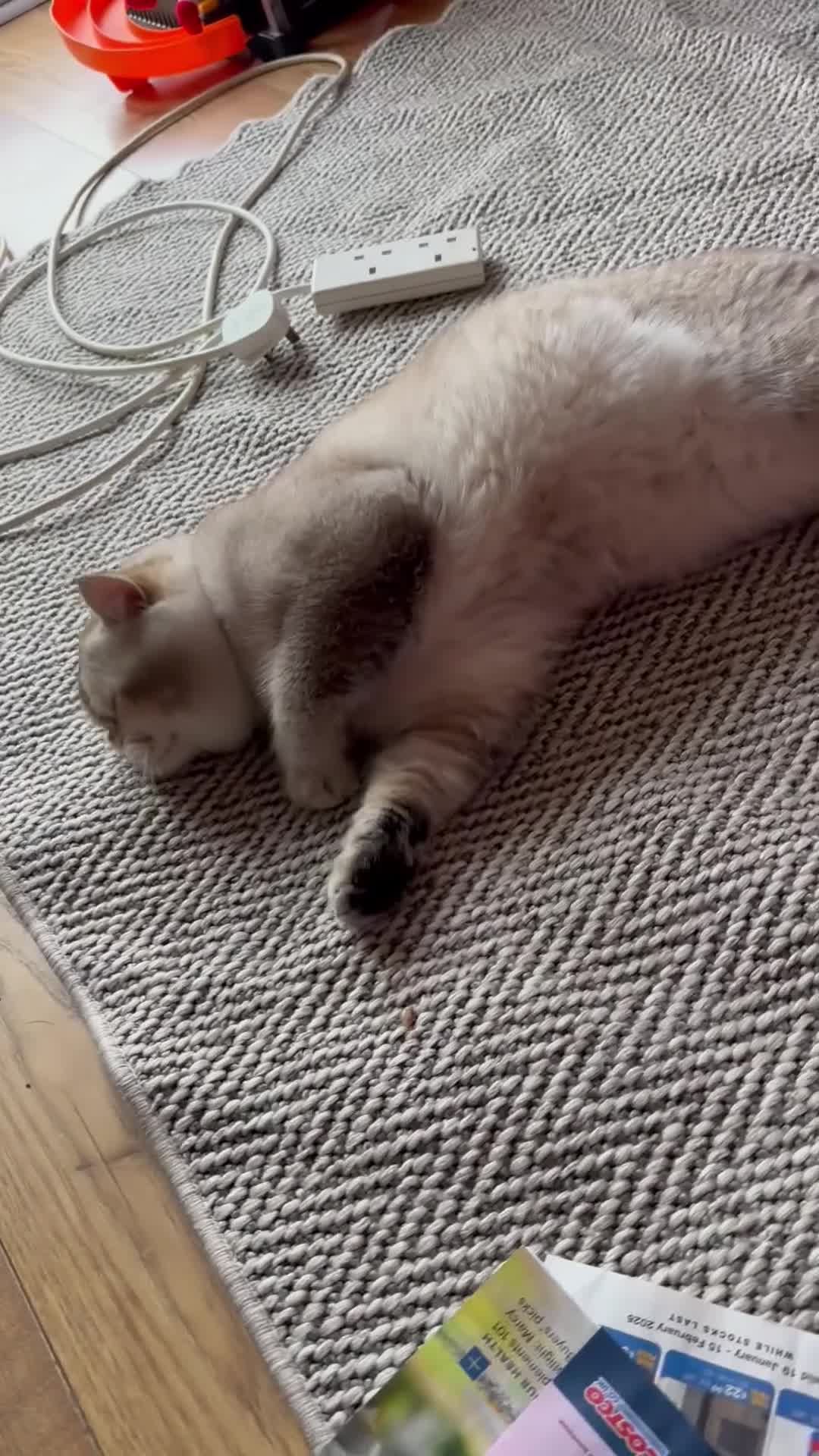 British Shorthair cats for stud: Teddy  - Video 1