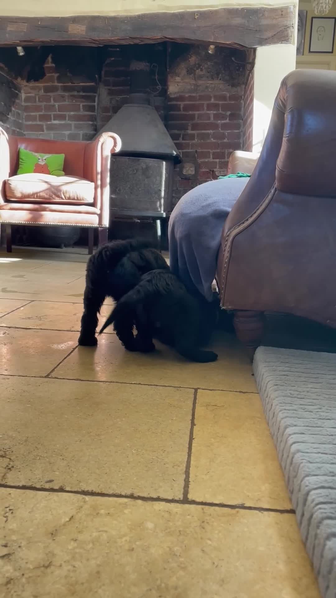 Labradoodle dogs for sale: Mini F1b labradoodles-available THIS WEEK  - Video 2
