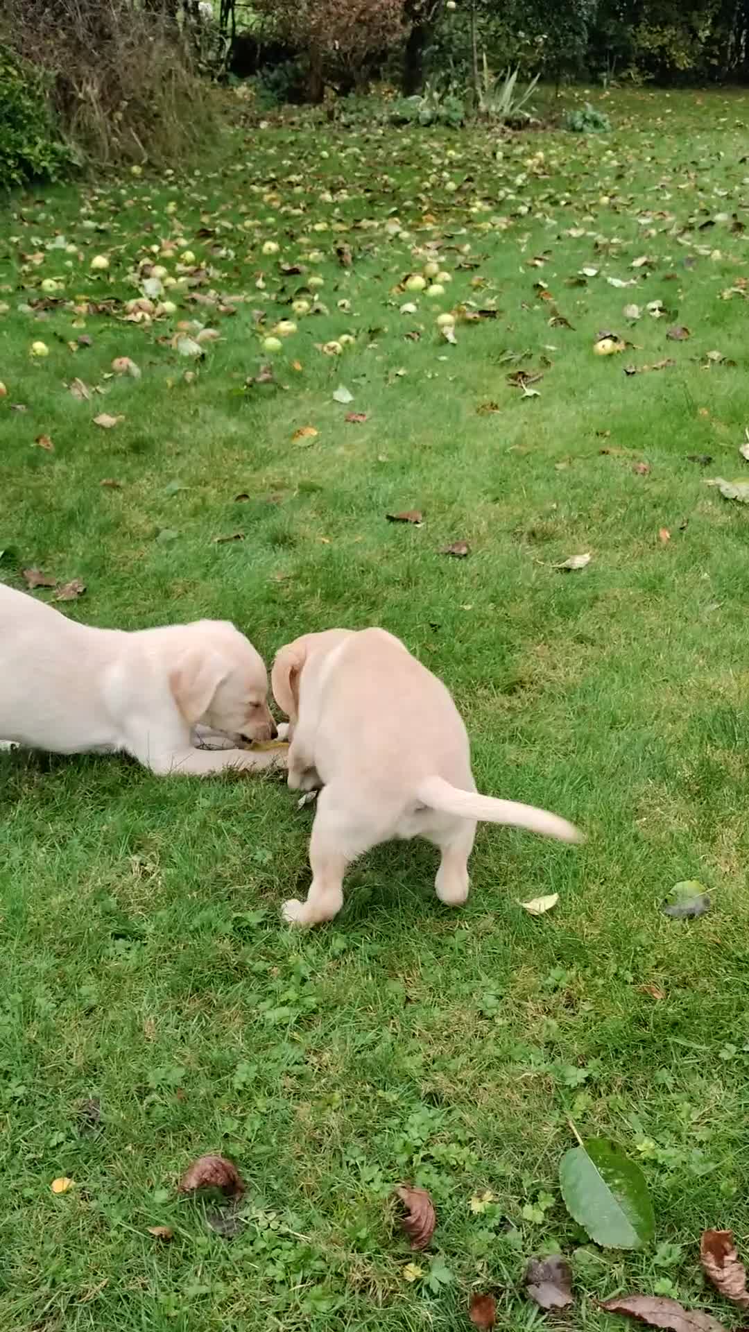 Labrador Retriever dogs for sale: Labrador pups for sale  - Video 3