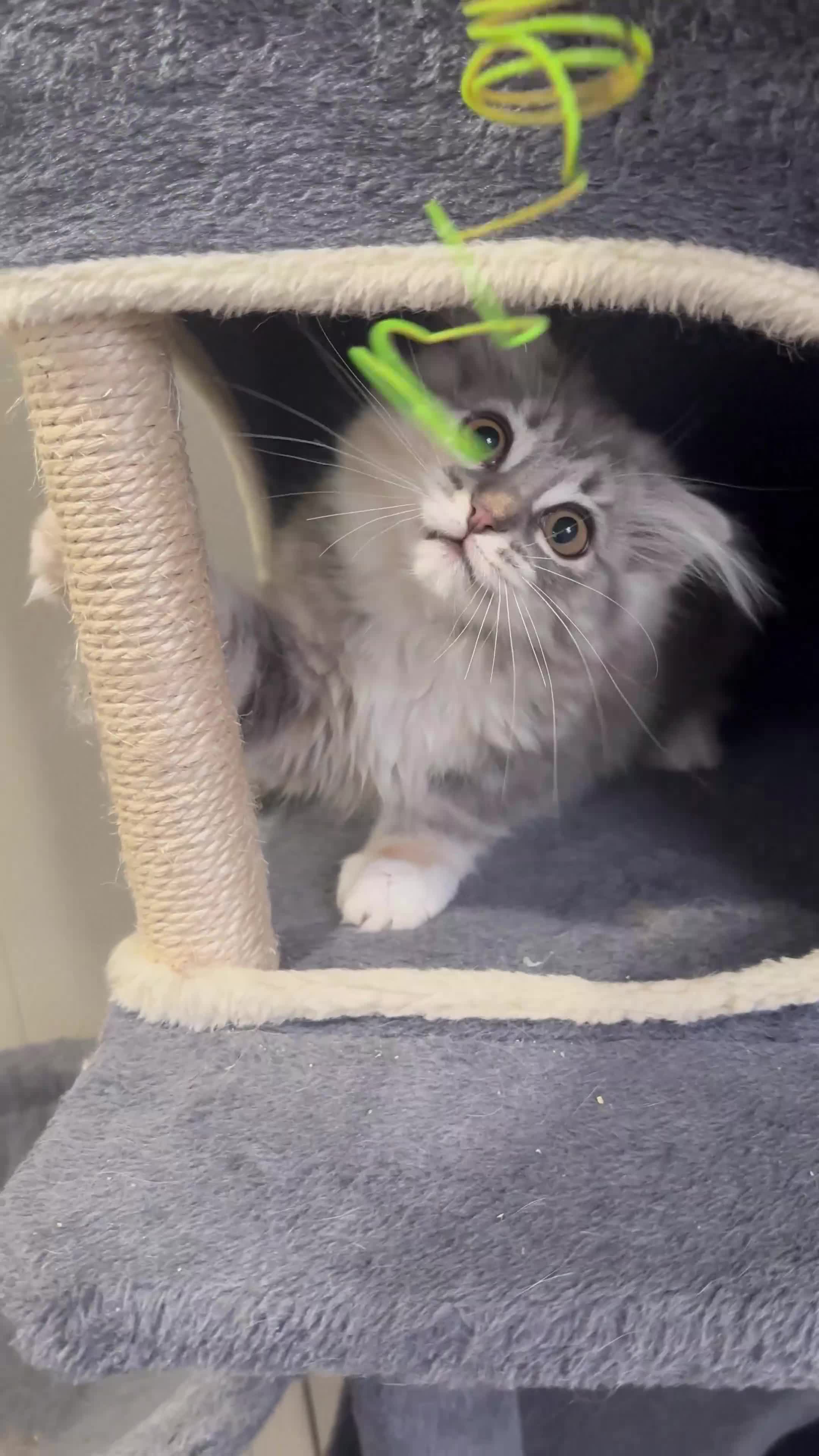 Scottish Fold cats for sale: Last Girl- Beautiful Scottish Fold X Ragdoll  - Video 4