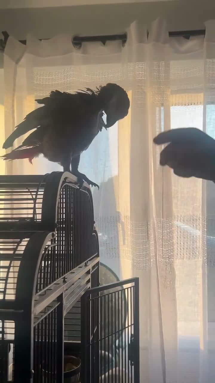 Parrots birds for sale: 15 Year old African Grey - Video 1