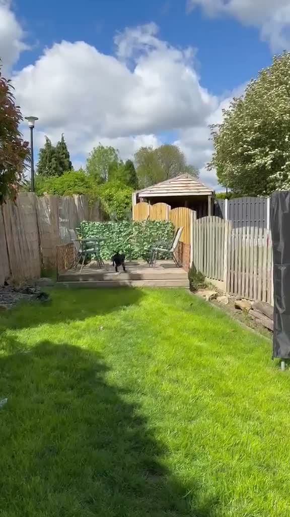 Mixed Breed dogs for adoption: 💙Tommy💙-20 months old, small/lower-medium boy - Video 3