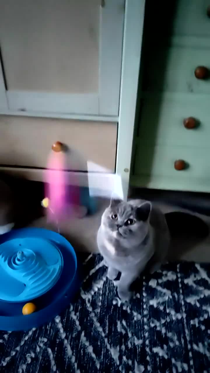 British Shorthair cats for sale: Show quality blue tortie girl. GCCF champ.lines - Video 1