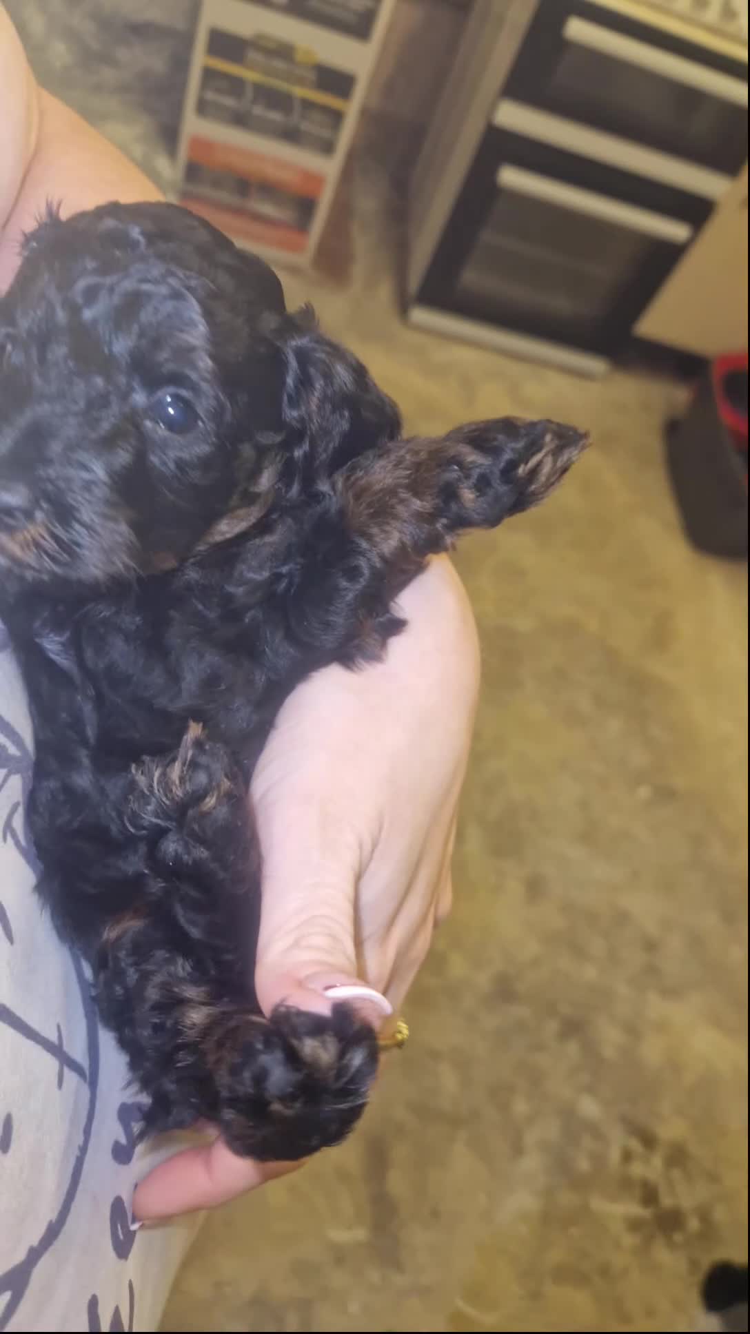 Cockapoo dogs for sale: Toy cockerpoos  - Video 1