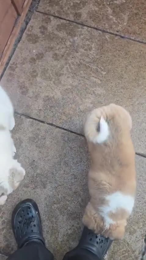 Akita dogs for sale: 2 female American akitas in need of a home!! - Video 2