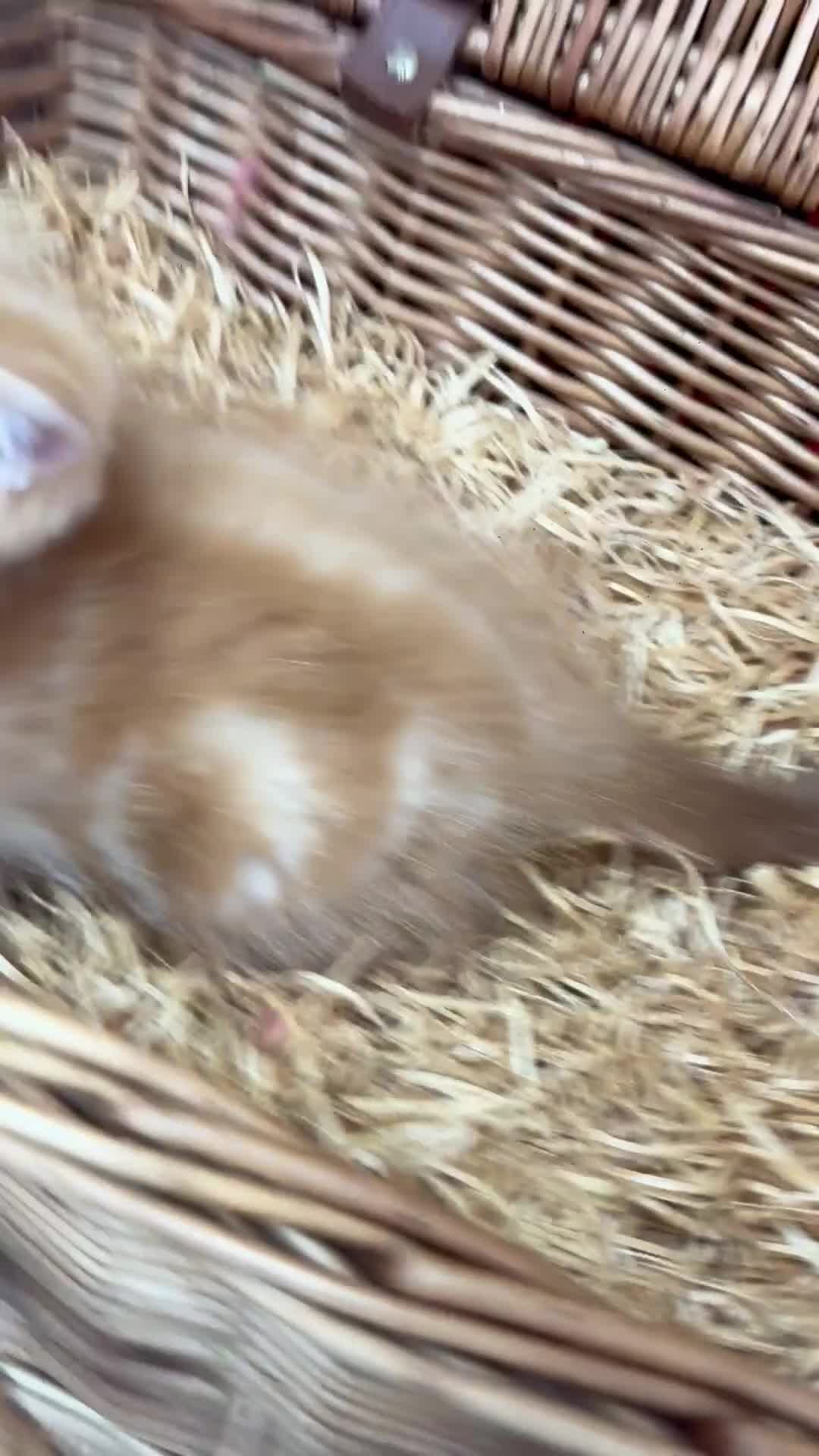 Exotic cats for sale: Beautiful red tiger stripe male stunning blue eyes - Video 1