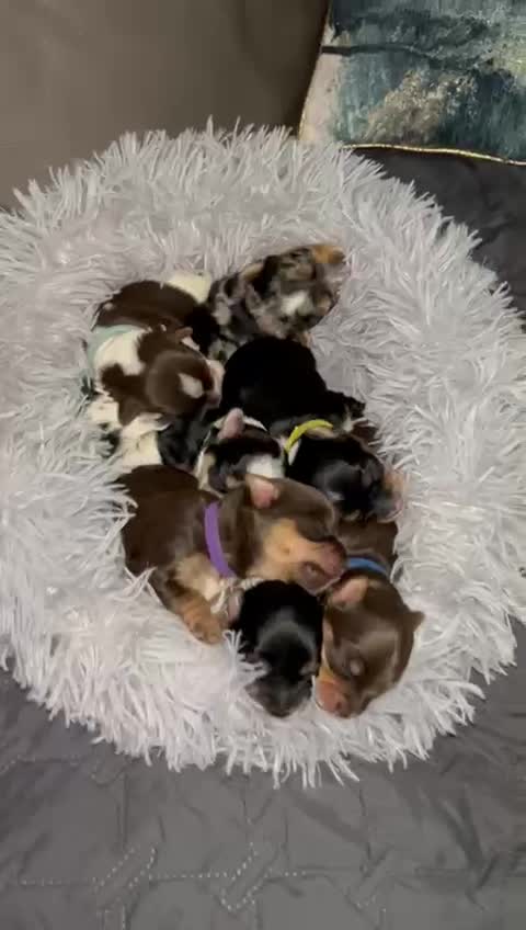 Yorkshire Terrier dogs for stud:  Chocolate Yorkshire Terrier For Stud Only in Blackburn - Video 3