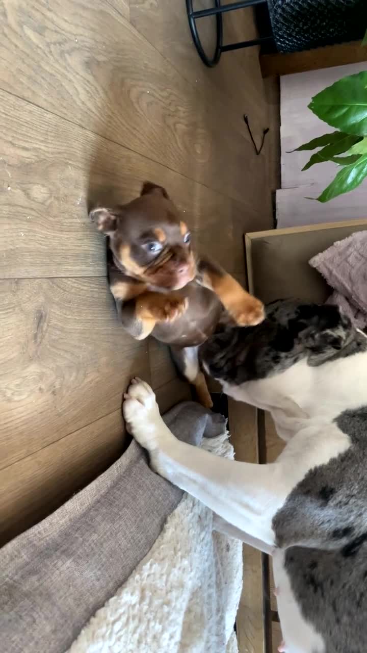 Old Tyme Bulldog dogs for sale: 8 OLD TYME BULLDOGS FOR SALE in London - Video 3