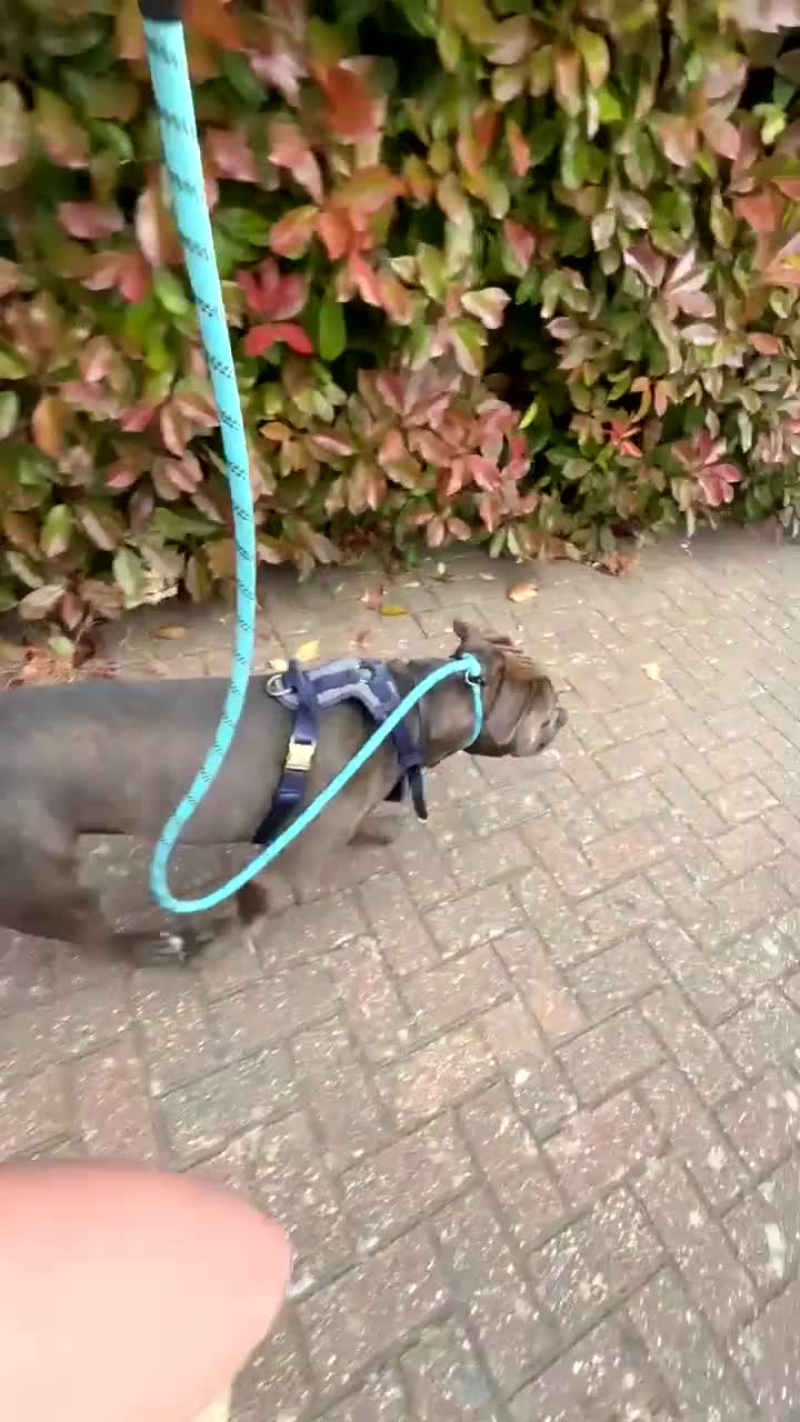 Mixed Breed dogs for sale: Koa is a staffy cross  - Video 1