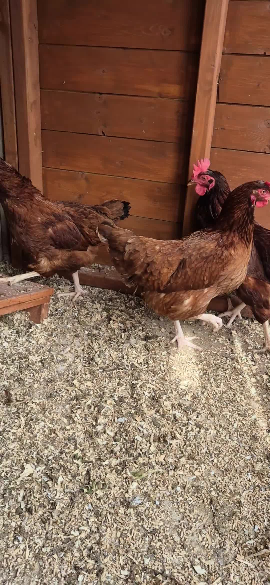 Hens poultry for sale: 3 x brown hens in Gainsborough - Video 1