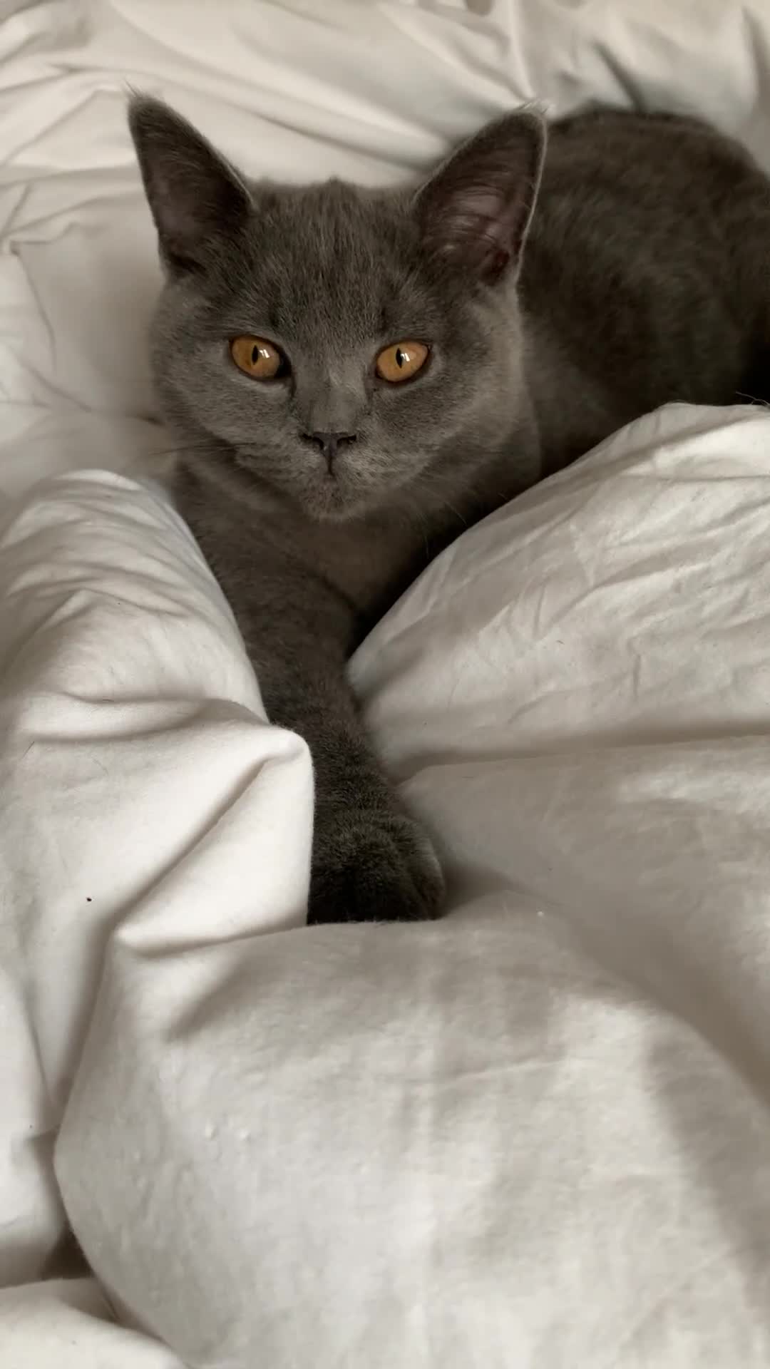 British Shorthair cats for sale: British Shorthair Grey Blue Kittens💛 - Video 2